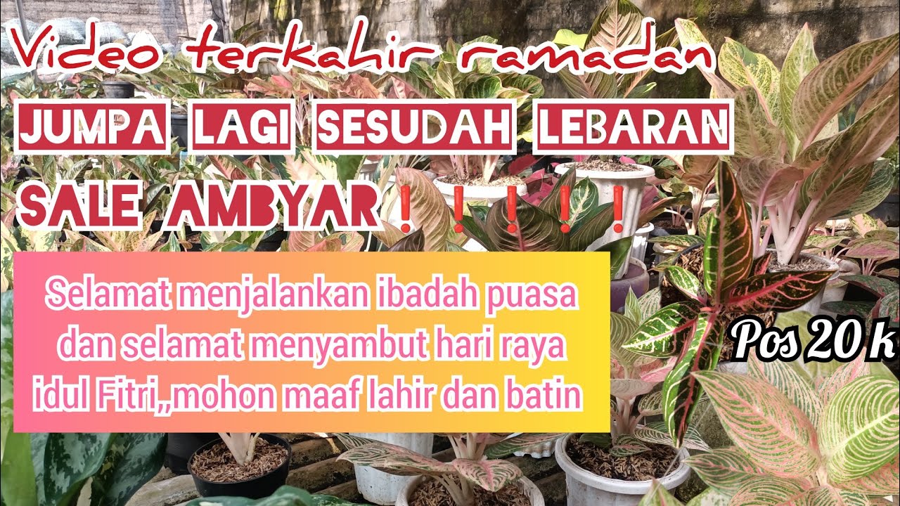 VIDEO TERAKHIR DI BULAN RAMADHAN ‼️ AGLONEMA, ANTHURIUM, JEMANI, CALATEA, SEMUANYA DI JUAL MURAH