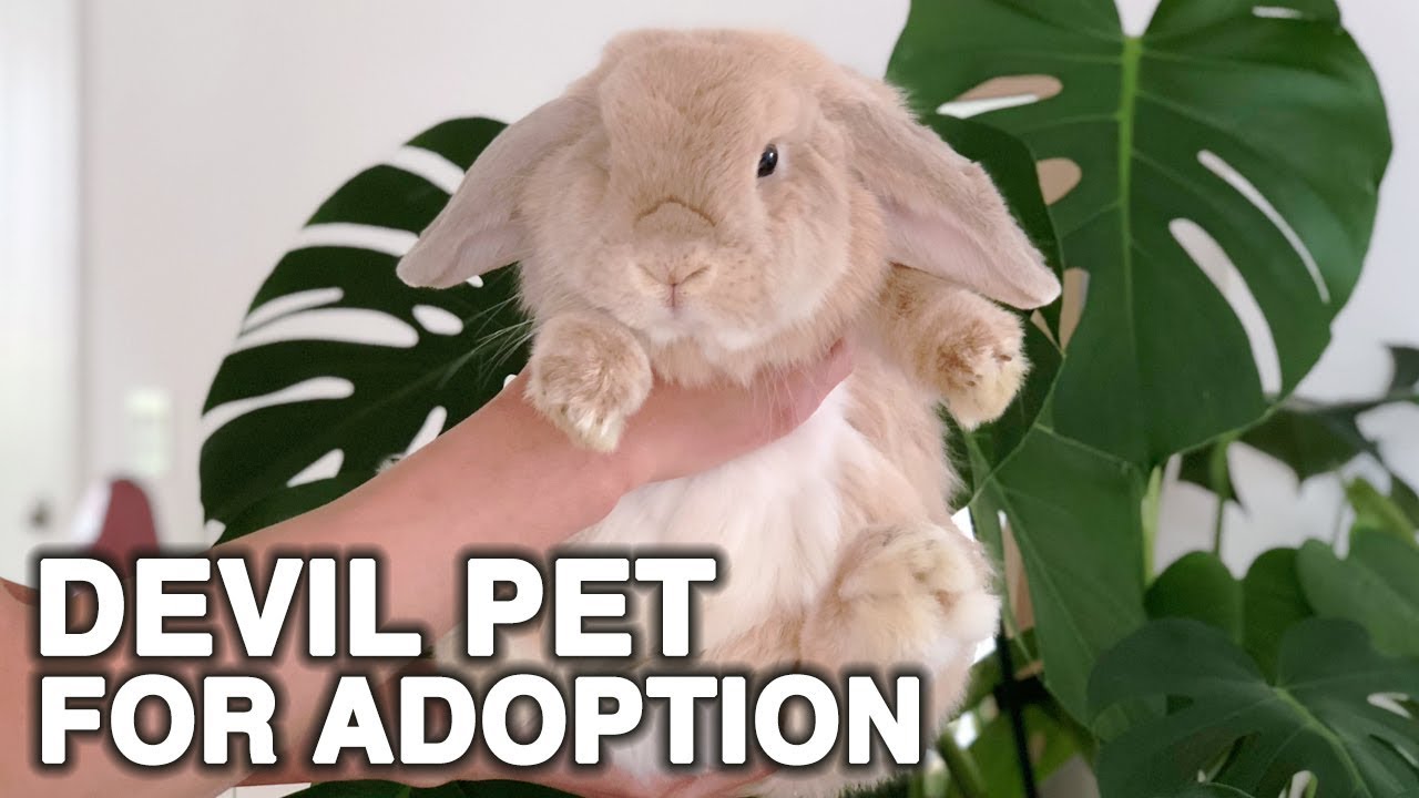 WE'RE GIVING HIM AWAY! | WahlieTV EP573