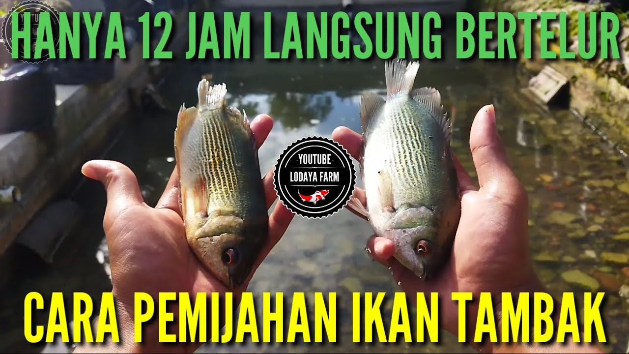 cara pemijahan ikan tambak|tembakang hanya 12 jam langsung bertelur