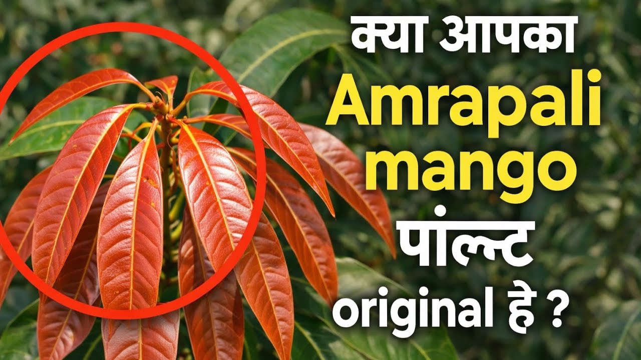 Original Amrapali Mango Plant Kaise Pehchane? 90% Log Galti Karte Hai!