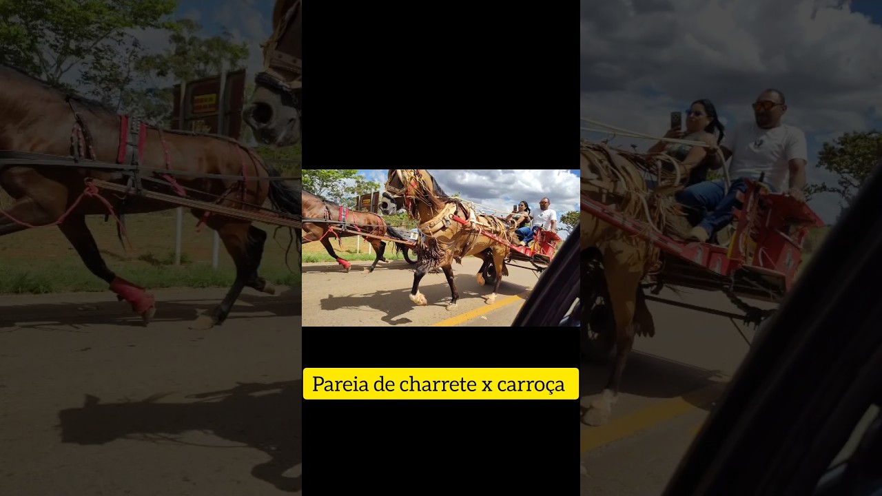 charrete x carro&ccedil;a pareia foi top #cavalo #cavalos #marchadores #haras #vaquejada #vaqueiro #horse
