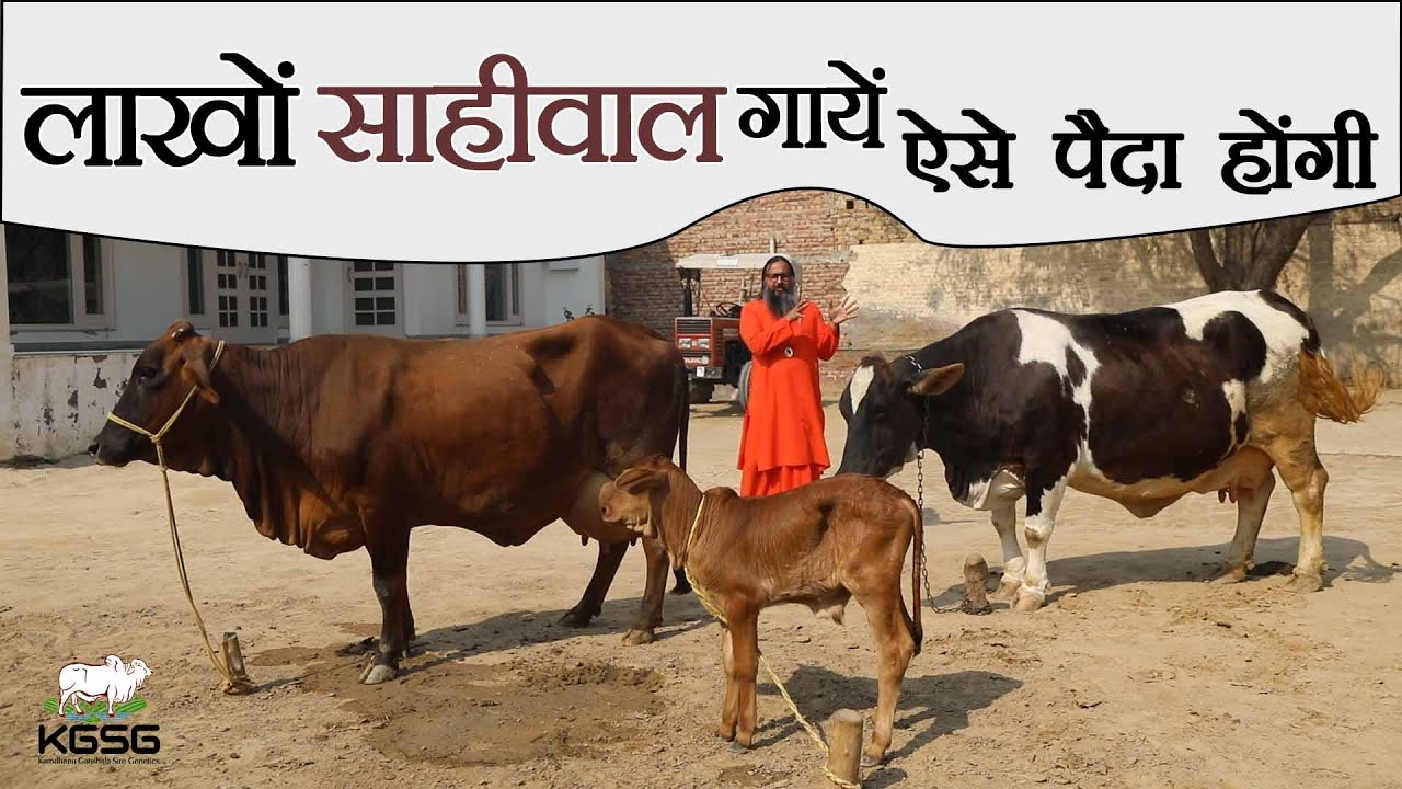 लाखों साहीवाल गायों को पैदा करने की तकनीक | Sahiwal Cows | Back Crossing | KGSG | HF Cattle |