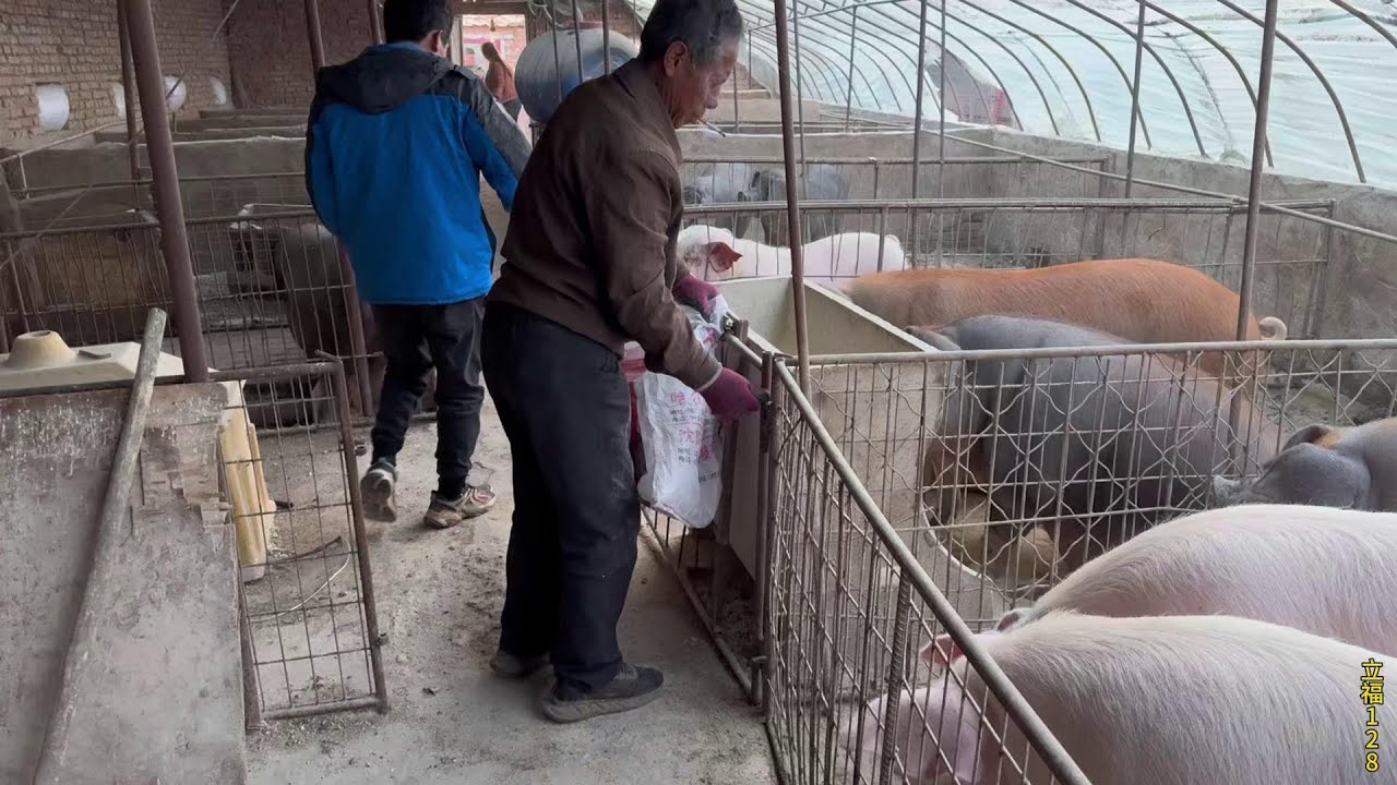 今天老孟掏着货了，抓了好几头老品种大肥猪，这猪肉膘子得巴掌厚 #放心肉 #养猪#农村生活 #养猪人加油干 #一定要保证肉的质量