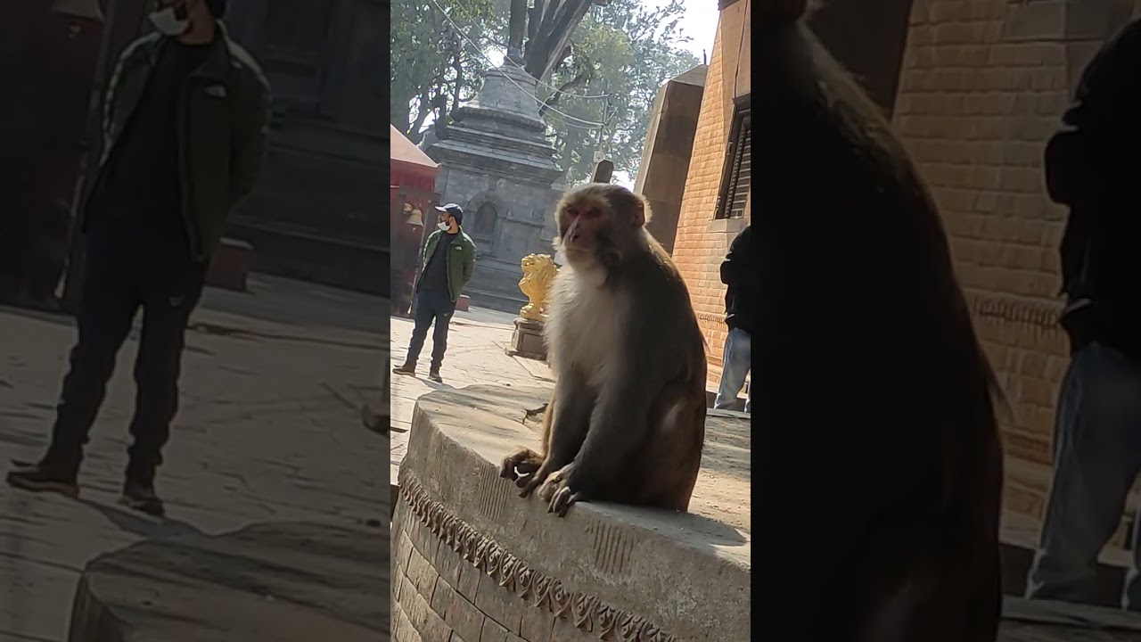 हेर्नु यो बाँदरको राजाले लास्टमा के गर्छ🐒🐒🐒🐒🐒🐒🐒