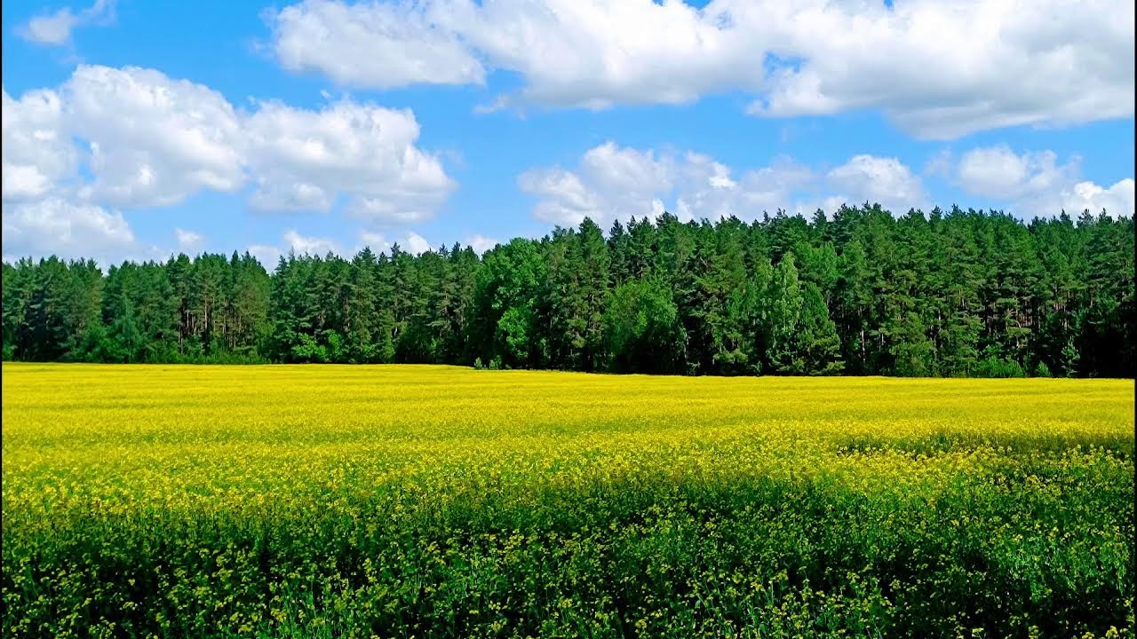 Целебное пение птиц. Крепкое здоровье благодаря звукам природы.