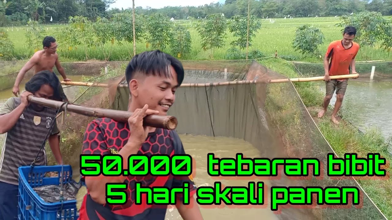 PANEN IKAN LELE#6