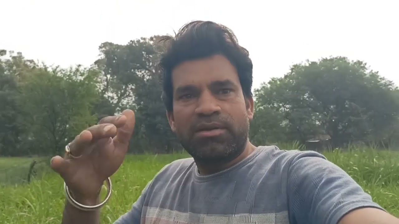 नेपियर घास,सर्दी में ग्रोथ स्लों क्यों कर देता है।जानिए पूरी कहानी क्या हैं।#नेपियर #नेपियर_घास 