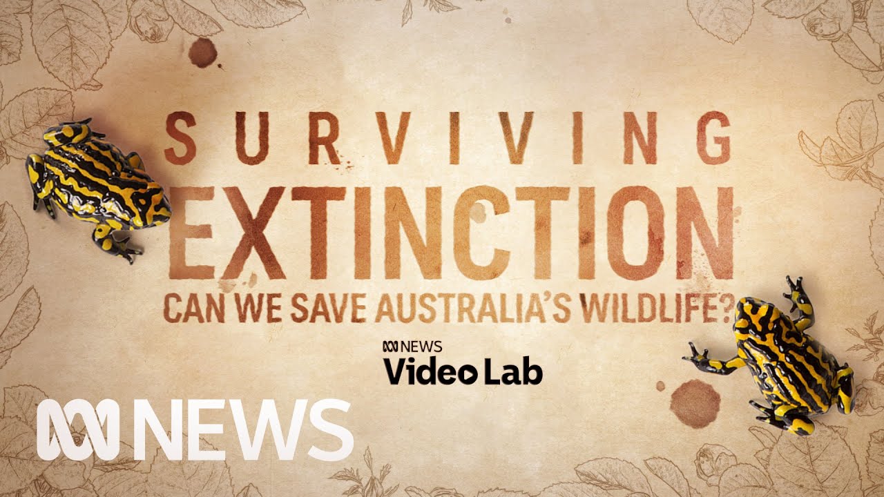 Australia’s weird and wonderful animals being pulled back from extinction | VideoLab | ABC News