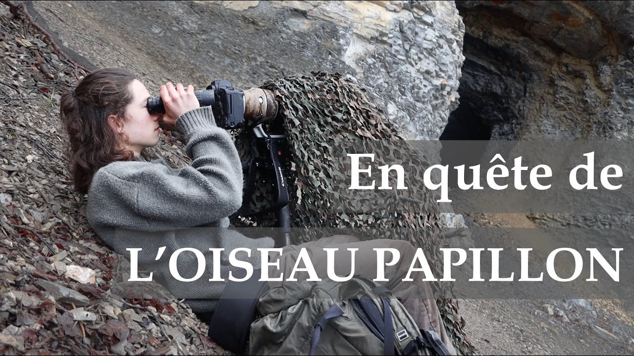 En quête de l'oiseau papillon