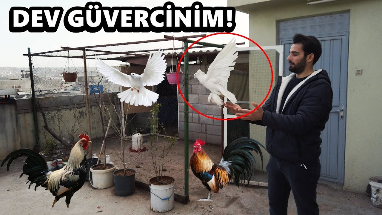 TAKLACI GÜVERCİNİM ve EJDERHA GİBİ HOROZLARIM!