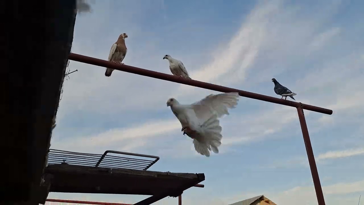 Video cu toate animalele