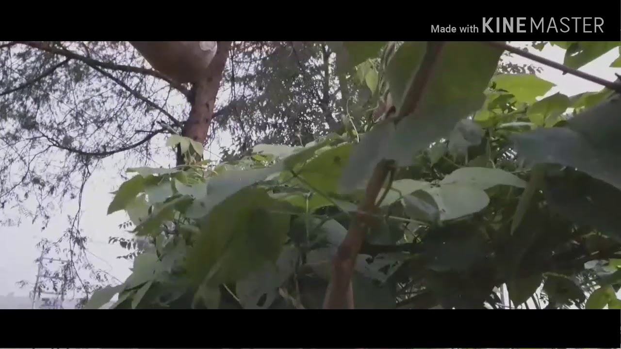 B-roll effect by using kinemaster