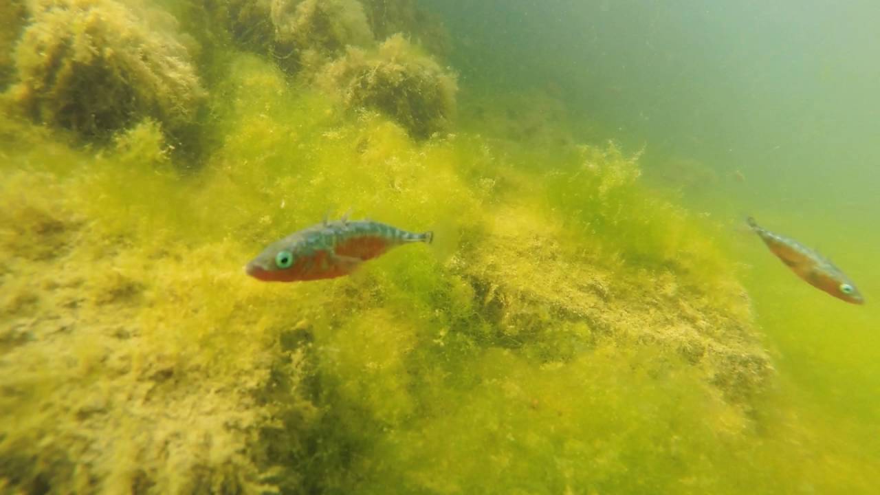 Sticklebacks on breeding grounds