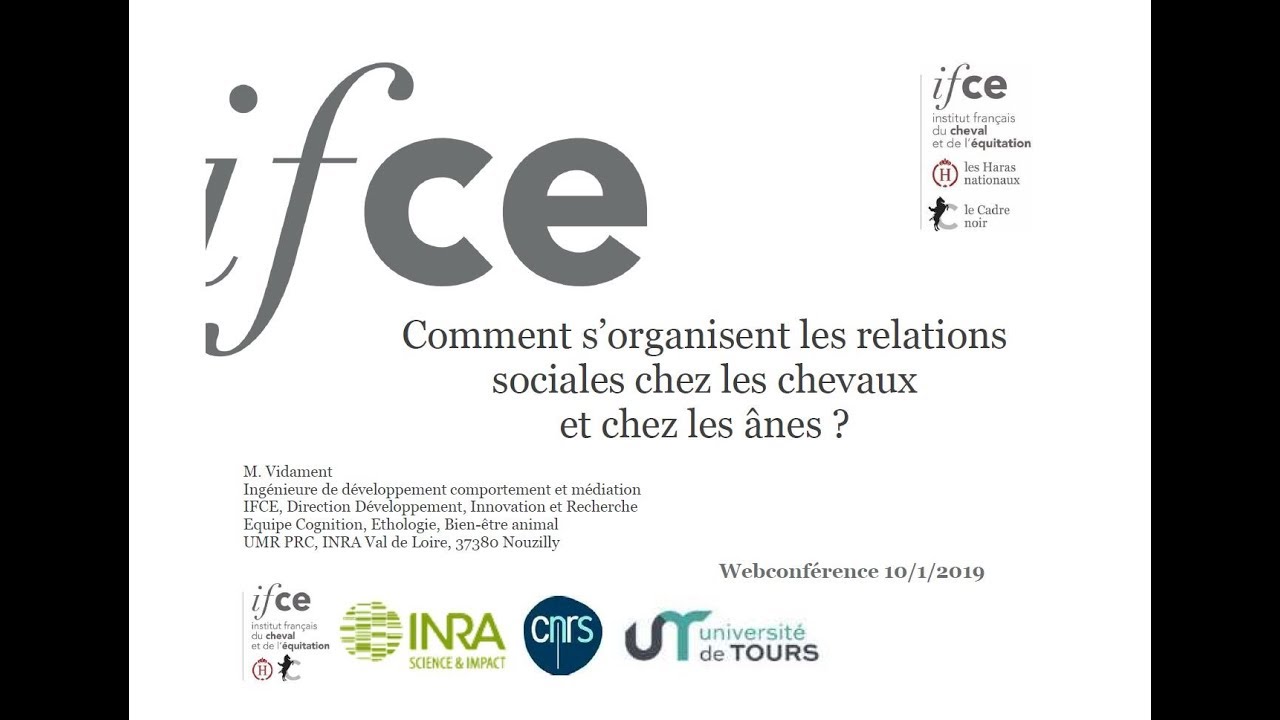 Organisation sociale chez les chevaux et les &acirc;nes - Marianne Vidament