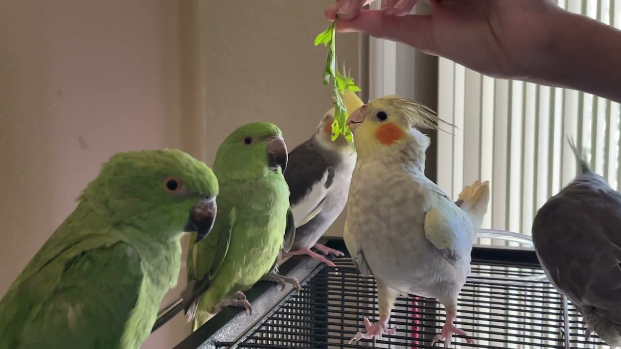 BABY COCKATIEL ANNOYING THE AFRICAN RINGNECKS