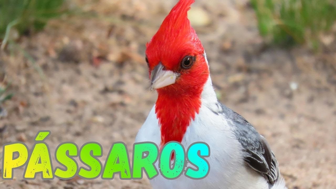 PÁSSAROS, FORMAS E CORES.