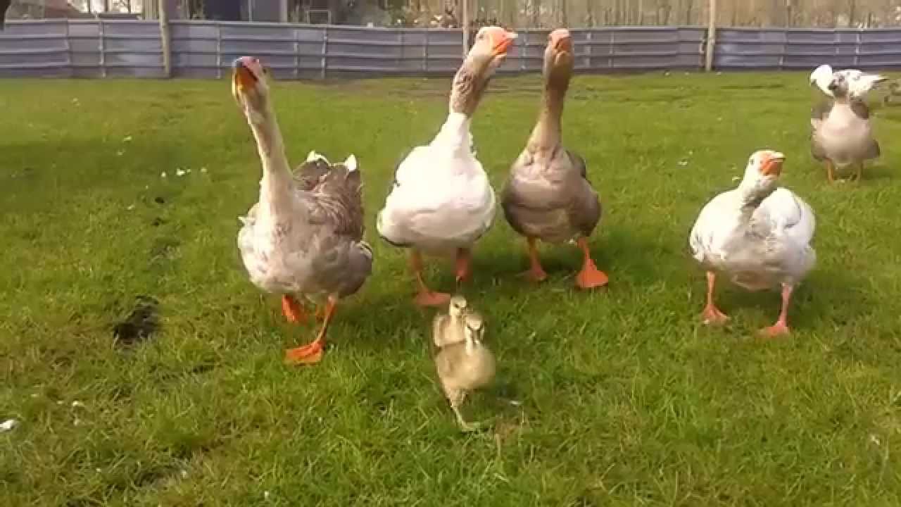 Ganzenweesjes vinden adoptieouders in Akka's Ganzenparadijs