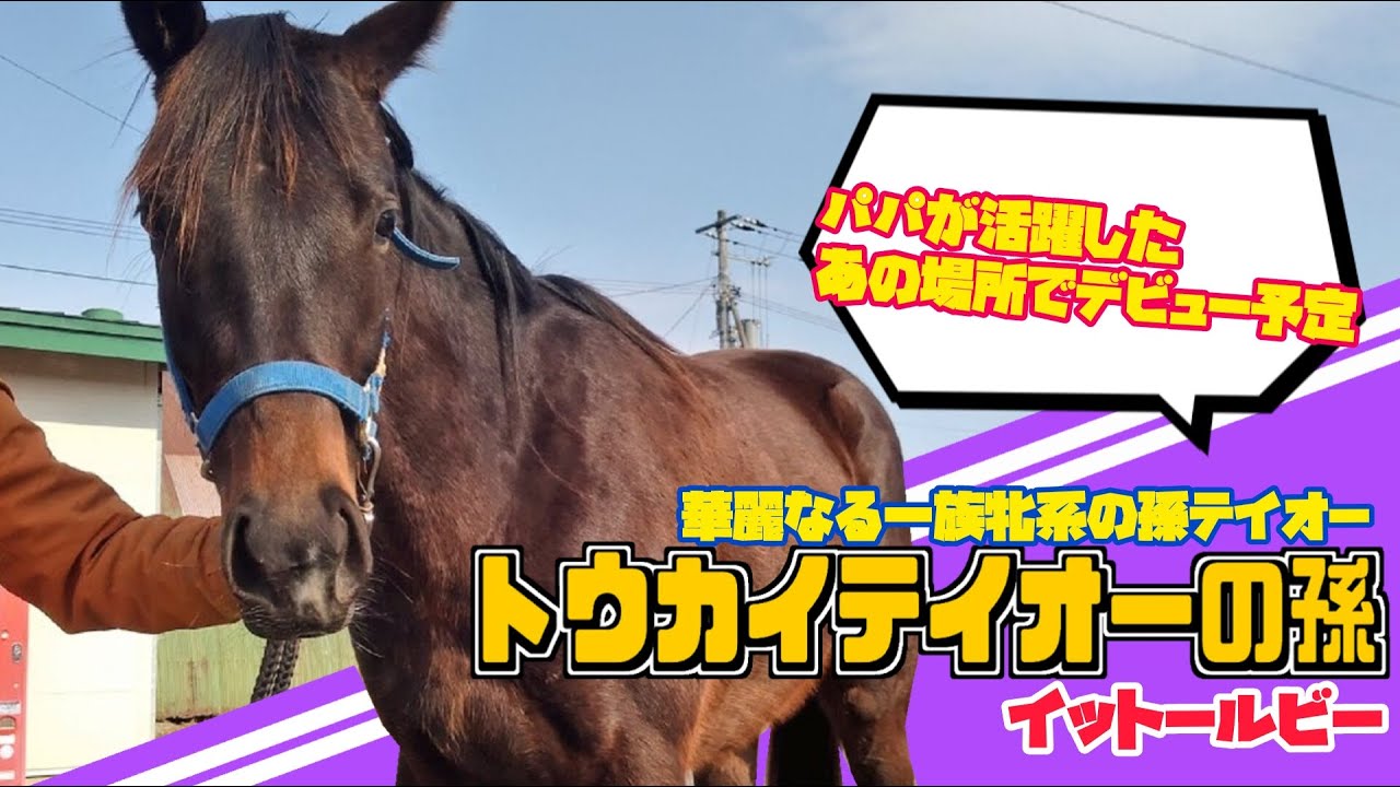 【華麗なる一族】もうすぐデビュー先へ！イットールビーに会ってきた