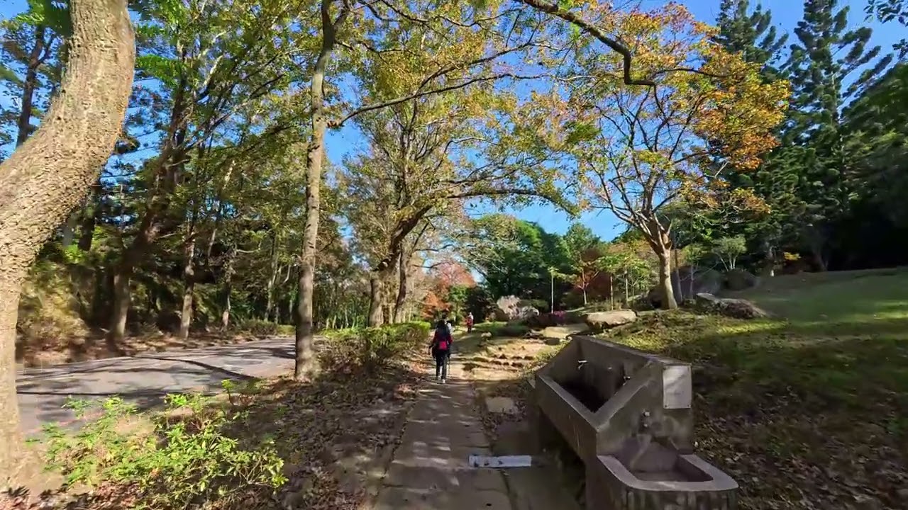 石門水庫溪洲公園的楓葉20251223