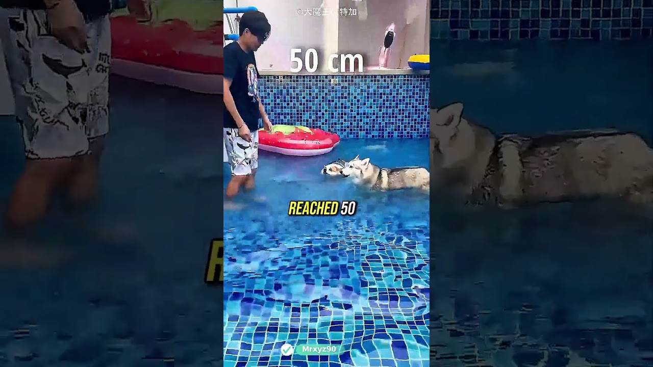 Pool Depth Challenge: Big Dog vs Tiny Pup! 🐕💦 ✅ 