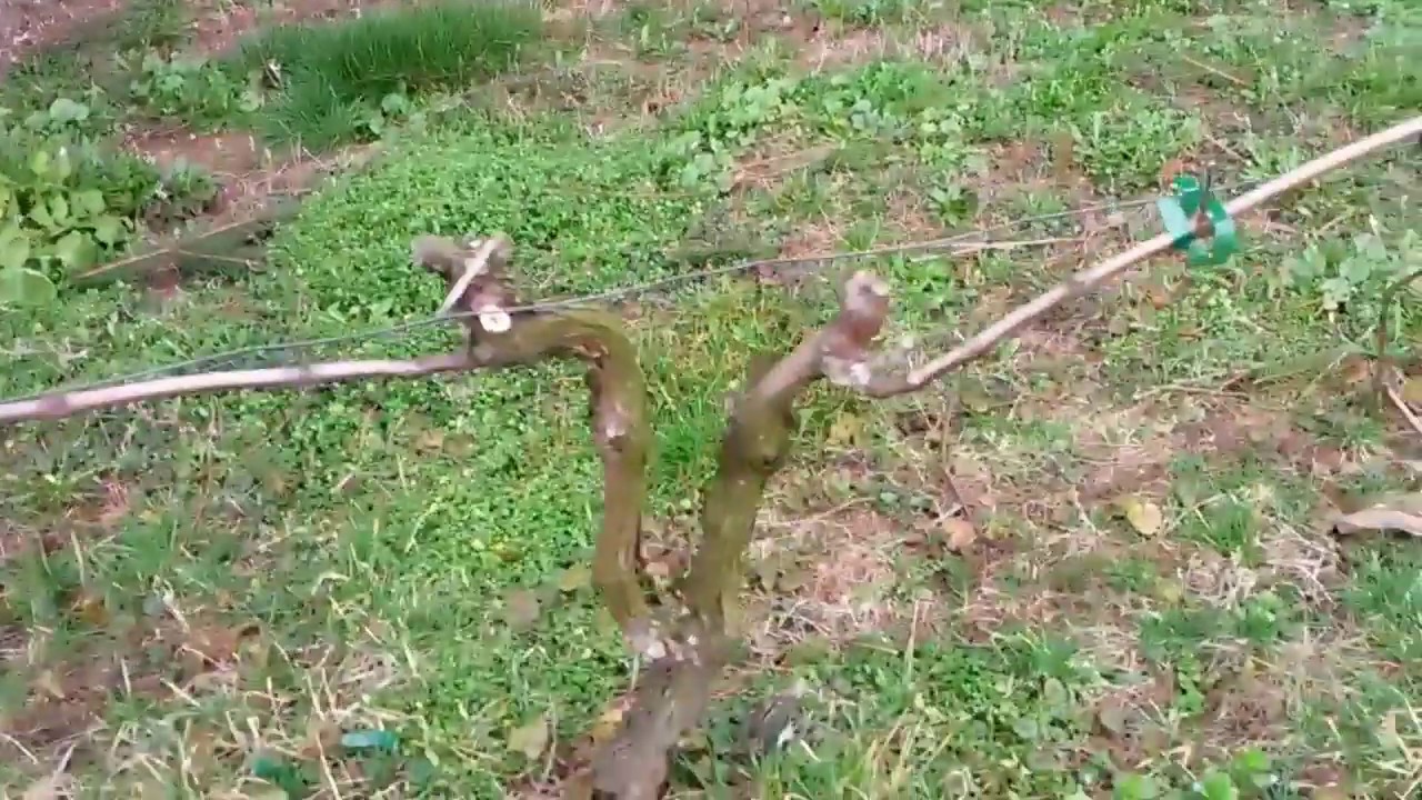 www.winnica-indra.pl, 2020, Odcinek 2: Cięcie Muscat Bleu