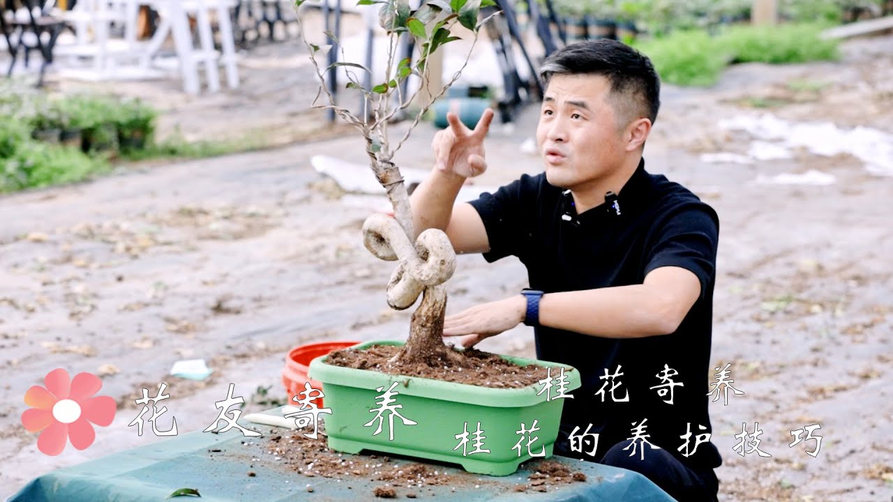 花友桂花寄养