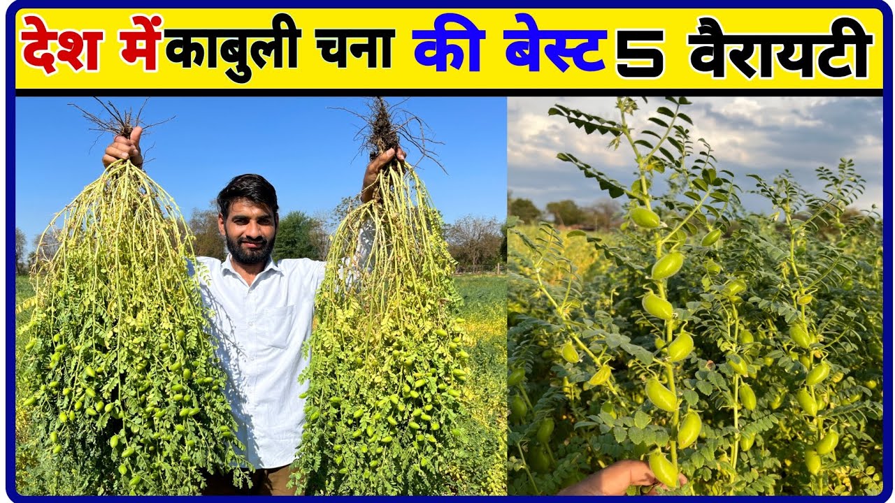 काबुली चने की उन्नत किस्में | Kabuli chana ki kheti | Dollar chana ki kheti | Dalar chane ki kheti |