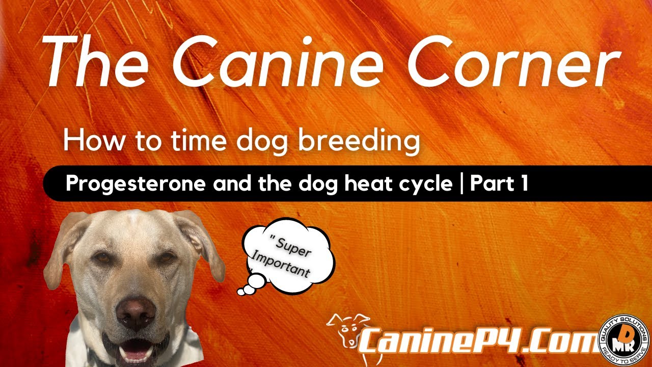 How to time dog breeding | Progesterone and the dog heat cycle