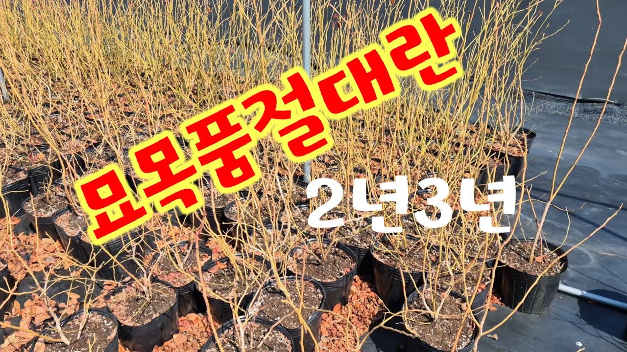 묘목 구매 서둘러주세요!👀빠르게소진되고있습니다.#메도우락 #벤추라 #인디고크리스프 #탑숼프 