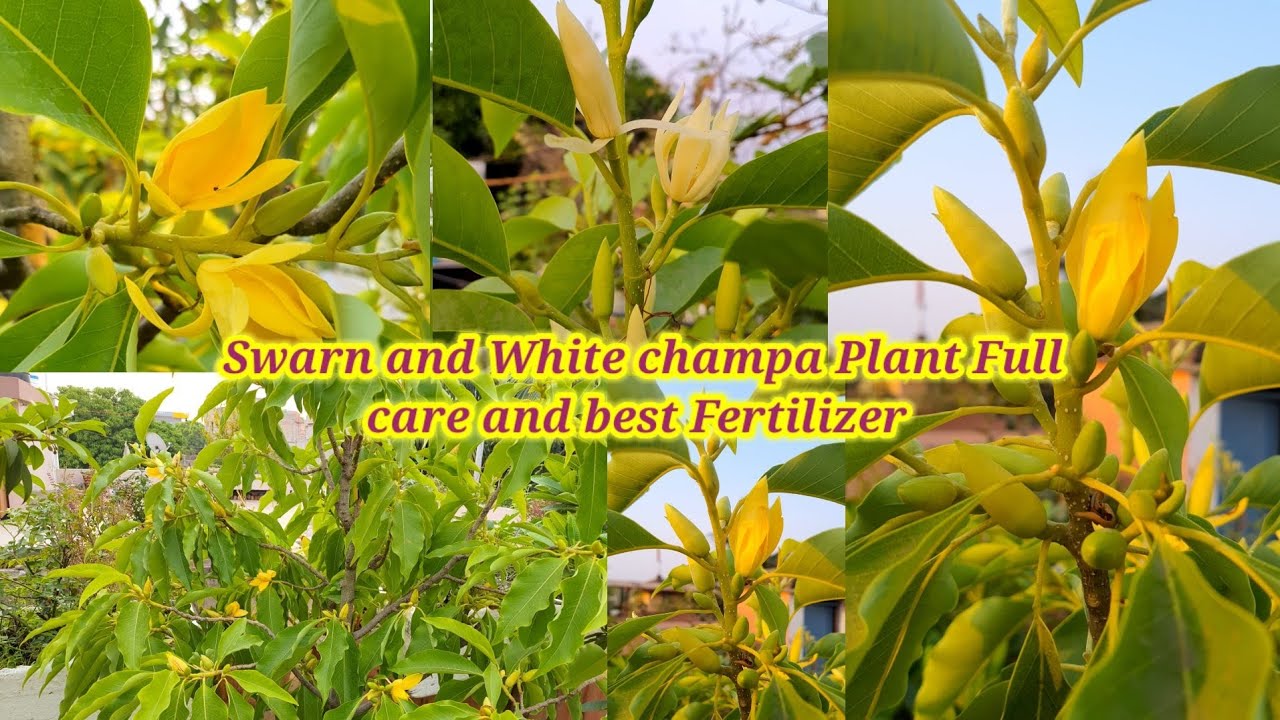 How To get Maximum Flowers In Swarn Champa Plant on terrace and best Fertilizer For Champa Plant.