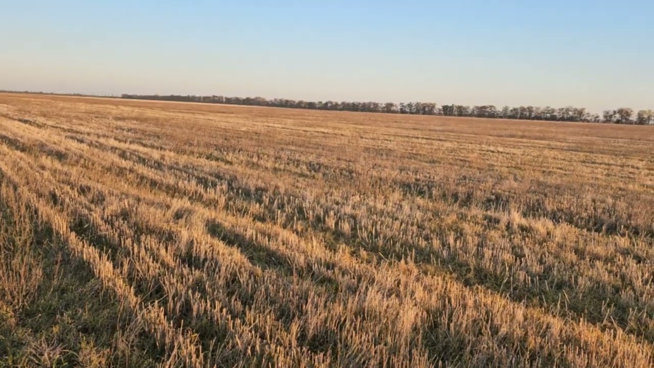 Коротко о горохе зимующем. No-till 07.11.2024