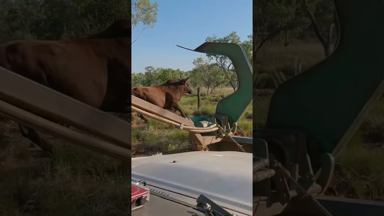 GANADER&Iacute;A EXTREMA EN AUSTRALIA: HELIC&Oacute;PTEROS Y CAMIONETAS PARA CONTROLAR CIMARRONES