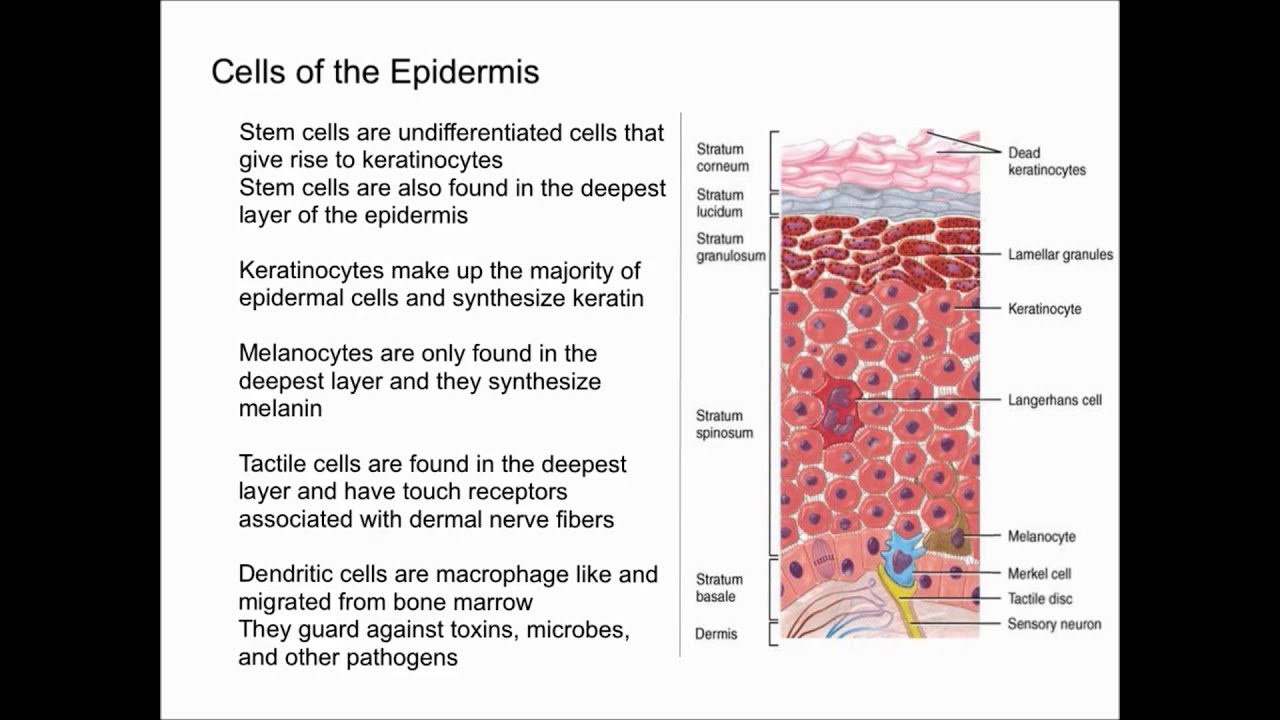Cells of the Epidermis