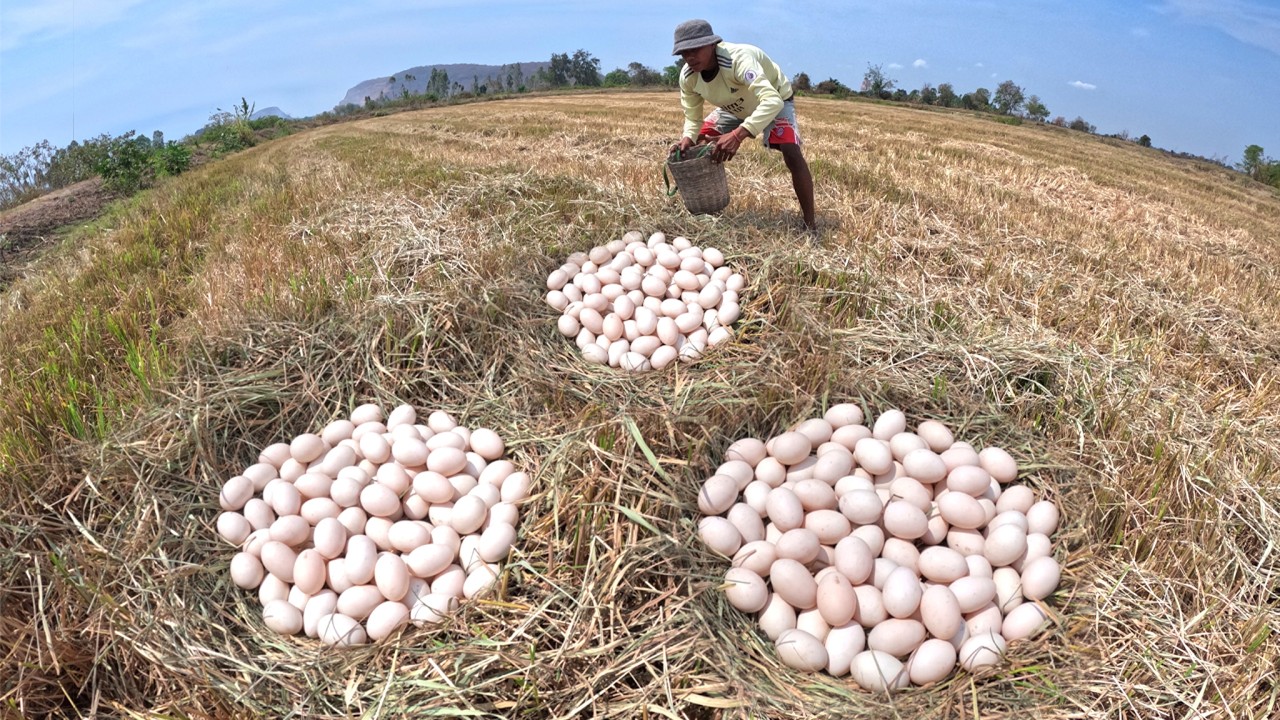 OMG - A lot of duck eggs in straw in rice field a farmer pick a lot of duck eggs by lucky hand