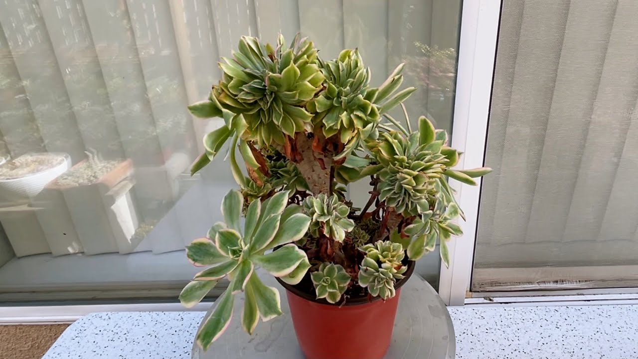 PROPAGATE AEONIUM SUNBURST CRESTED | NHÂN GIỐNG SEN ĐÁ AEONIUM CRESTED | 多肉植物 | 다육식물 | SUCULENTAS