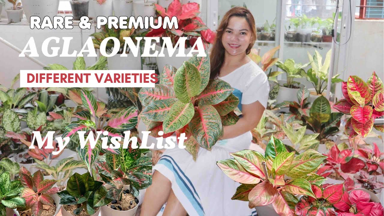 AGLAONEMA VARIETIES + NAMES | RARE to TOP RARE - MUST HAVE | Lovekye8