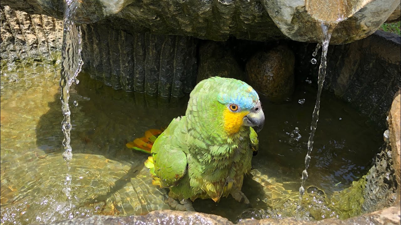 John Aves /Papagaio do mangue tomando banho! Natureza linda 😍 #papagaio #parrots #petdepenas