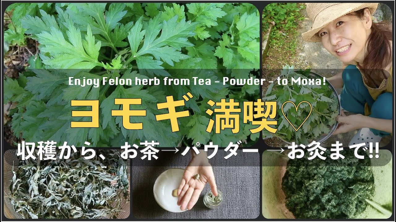 お茶からお灸まで！ヨモギの魅力を余すところなく楽しむ♪