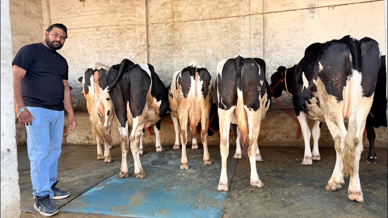 🔴Live🔴 from Hussain Dairy Farm,, Call- 89686 47859