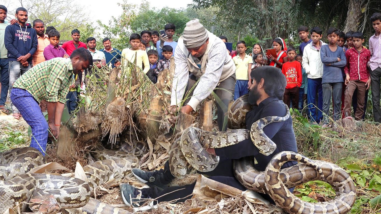 ऐसा हैरतअंगेज कारनामा पहले कभी नहीं देखा, एक साथ 3 अजगर सांपों को इतने भीड़ में कैसे रेस्क्यू किया।😱