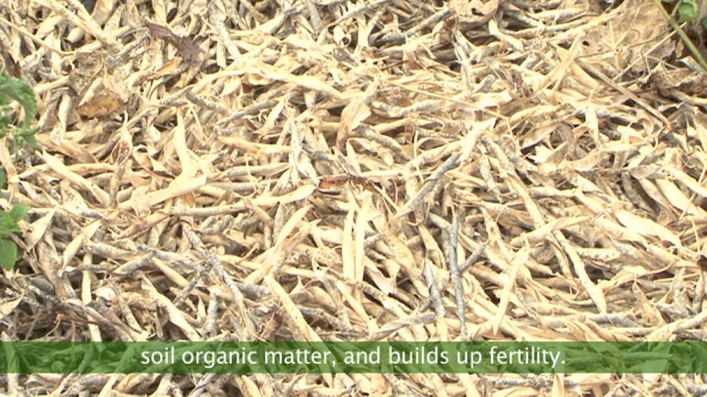 Scaling Up Conservation Agriculture in Zambia