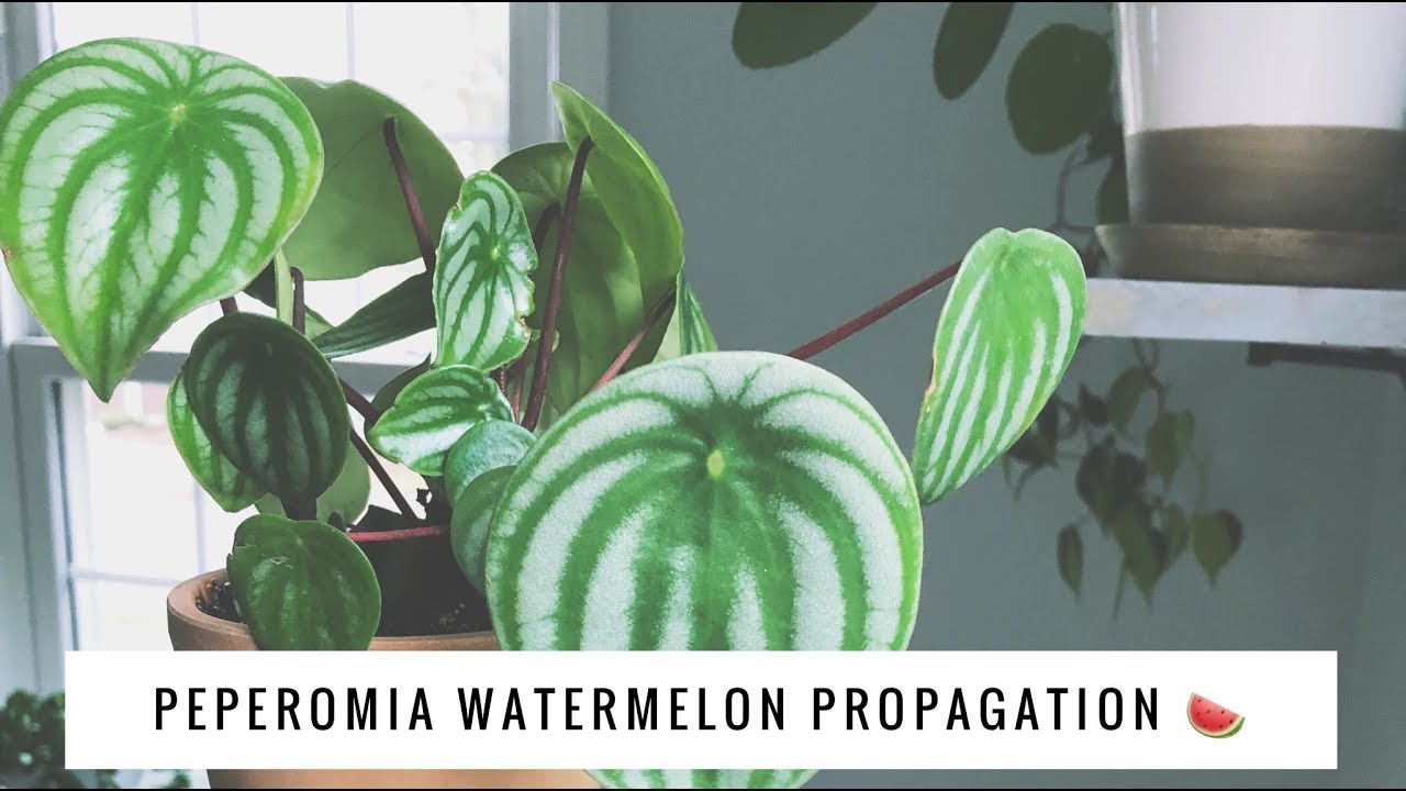 peperomia watermelon propagation | leaf cuttings | house plant