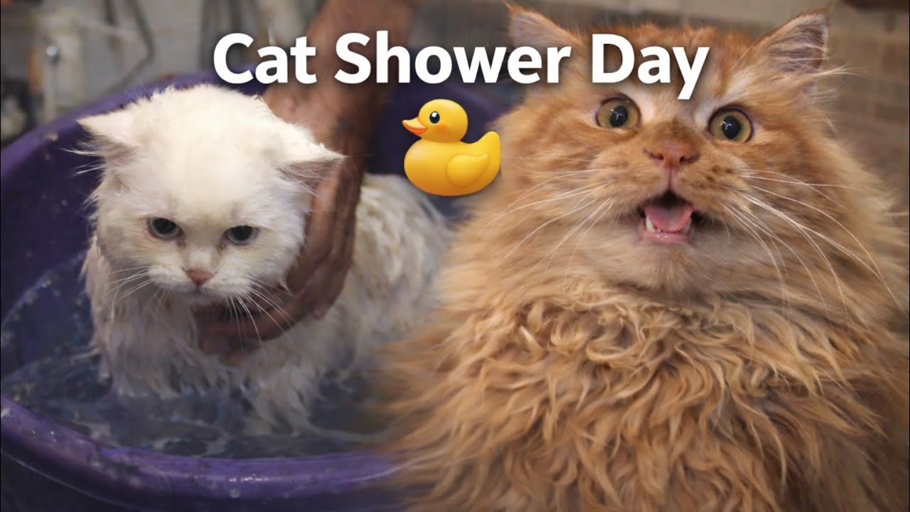 Cat Shower Day 🐱💦 | Funny Cat Bath Vlog | Cute Drama