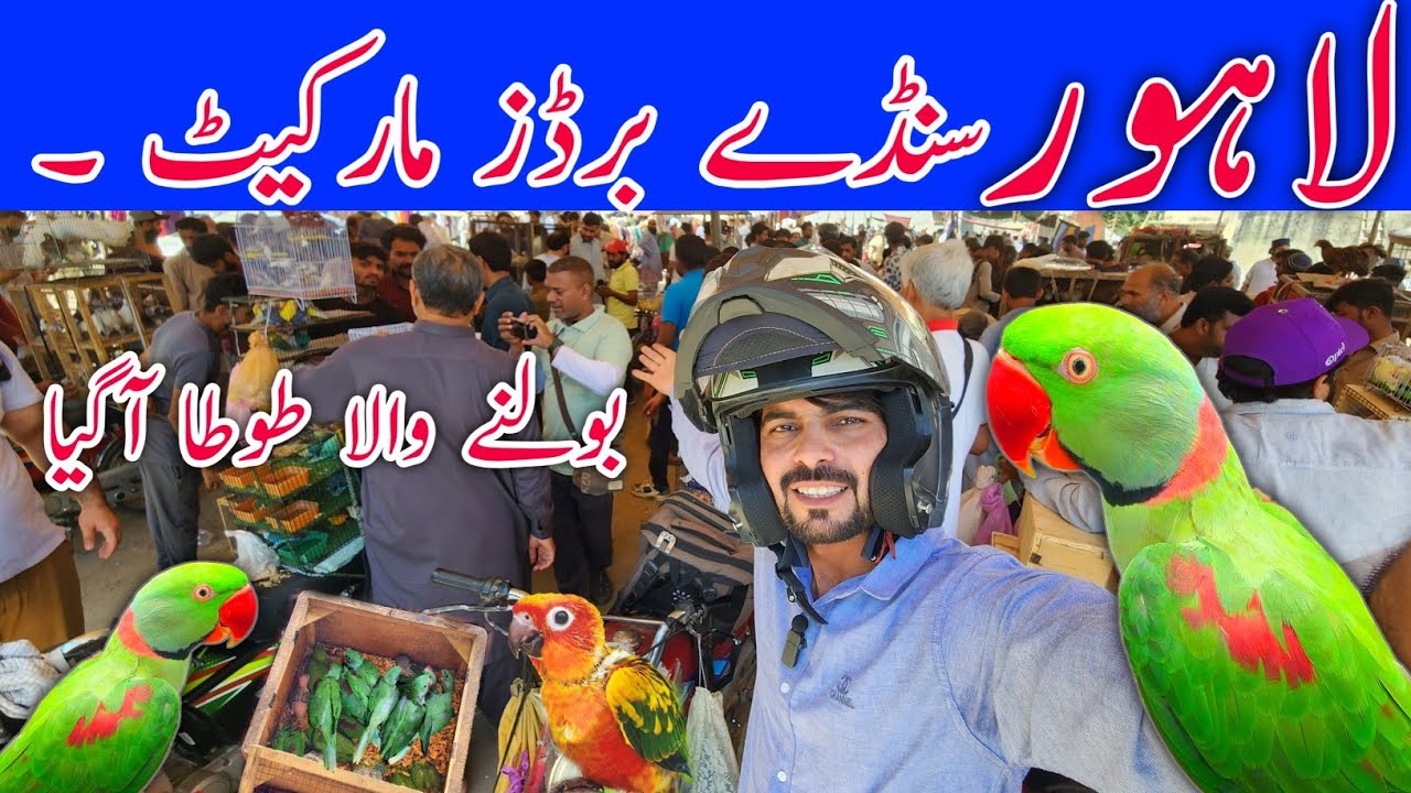 Рынок птиц в Лахоре по воскресеньям. Новые цены от 26.04.2026. #lahorientertainmentchannel #birds...