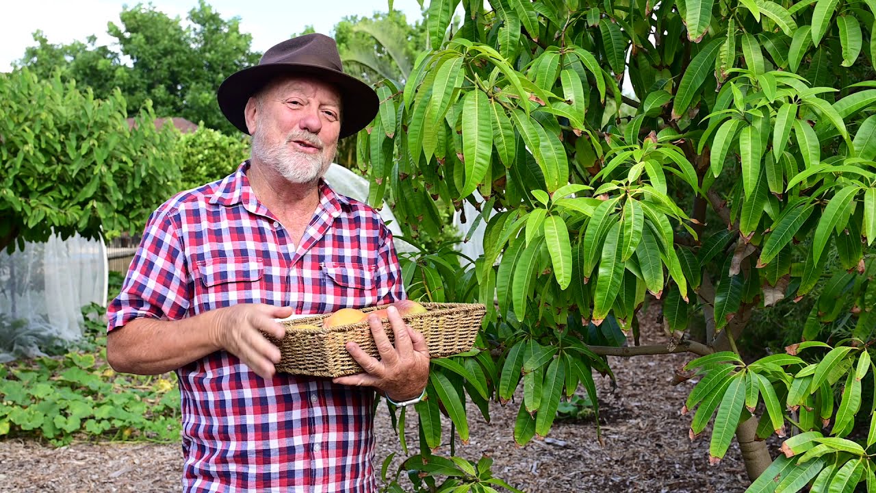 How To Grow Mangoes With Neville Passmore