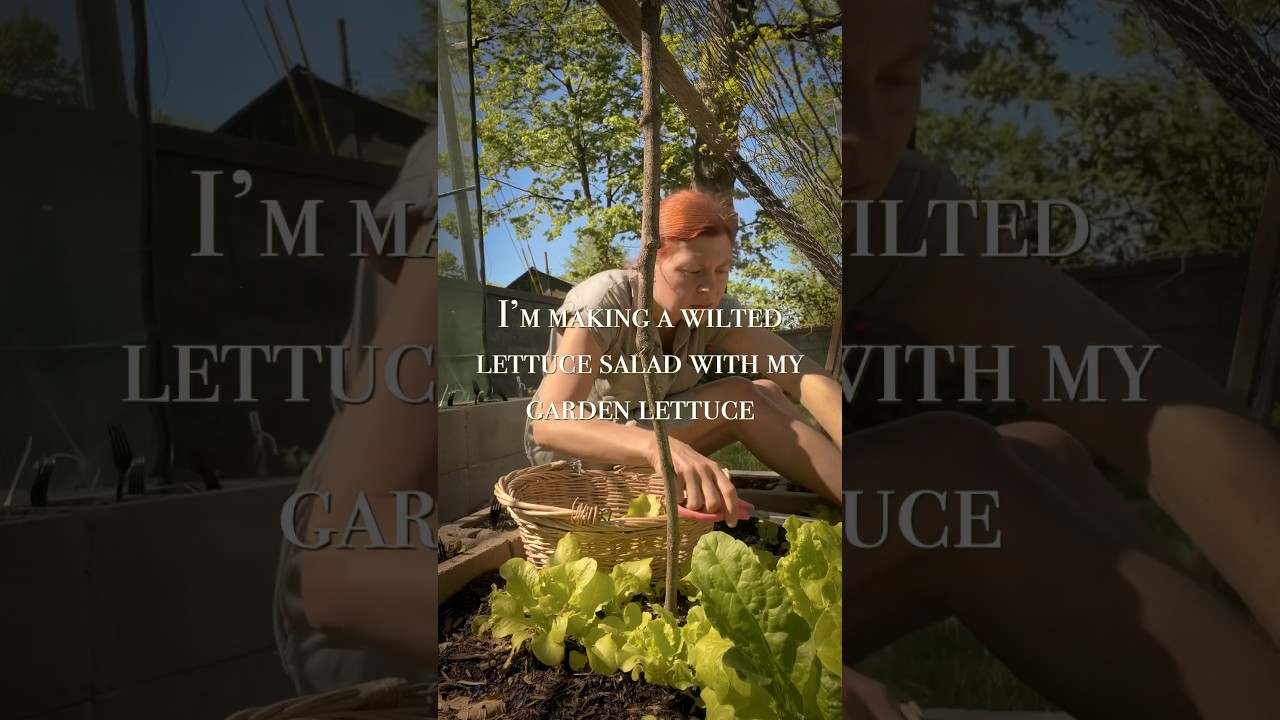 Wilted Lettuce Salad #gardening #gardenseason #plantbased #nutritionist #plantbasedcooking