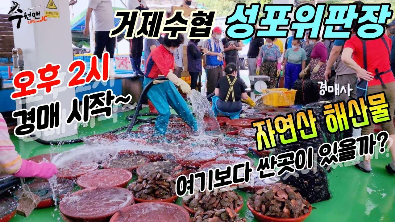 ♧거제 성포위판장[휴가철 어시장탐방 #1]오후2시 경매시작~구경만해도 재미있는 어시장! 보리새우 왕우럭조개 대박세일~