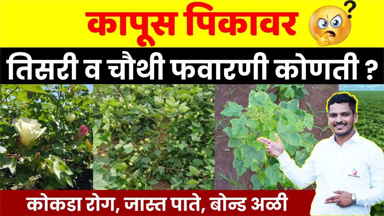 कापूस पिकावर तिसरी व चौथी फवारणी कोणती ?  kapus pikavar tisari v chauthi favarani konti ?