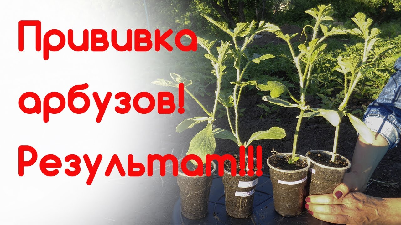 Как привить арбуз на тыкву и лагенарию. Результат высадка