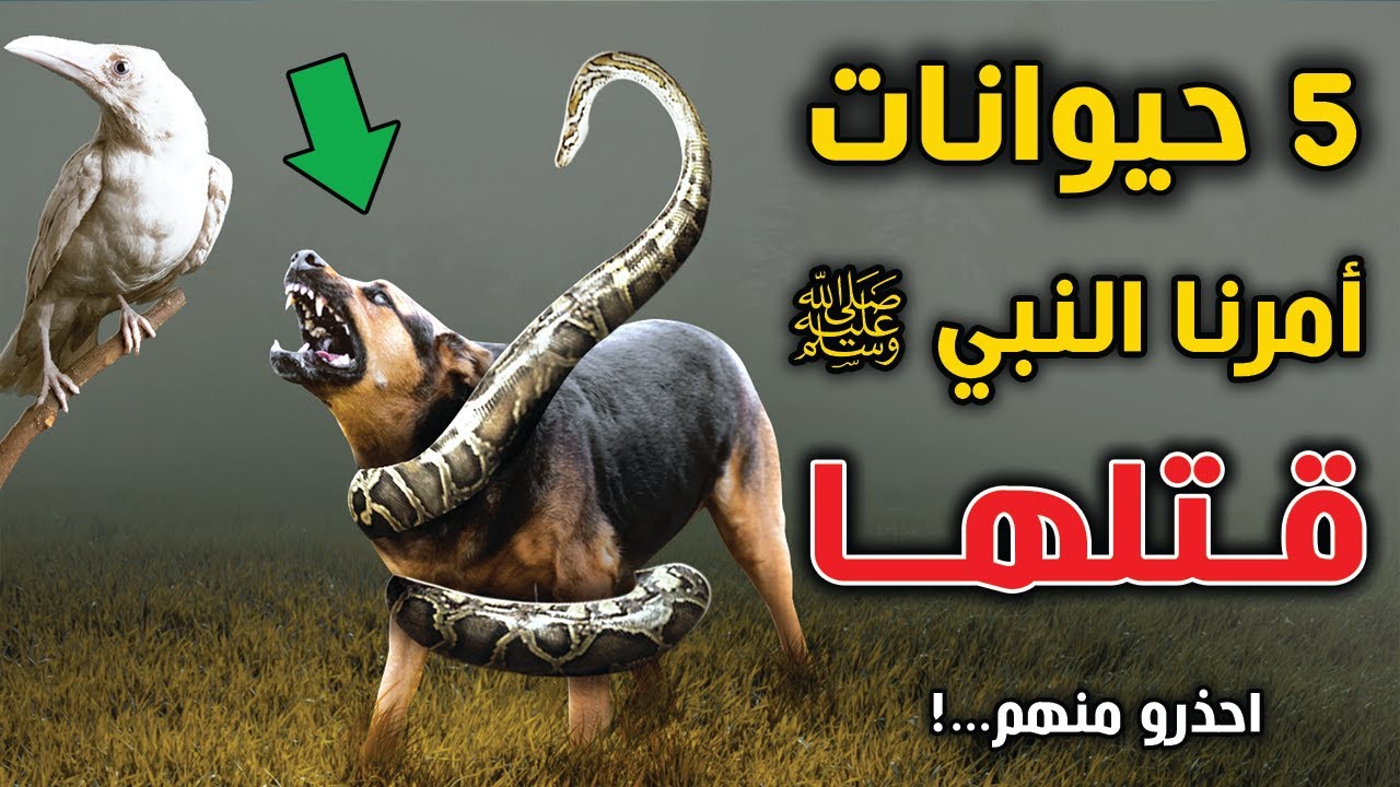 خمس حيوانات أمرنا الرسول ﷺ بقتلها عند رؤيتها ؟ ما هى هذه الحيوانات ؟ سبحان الله.....!